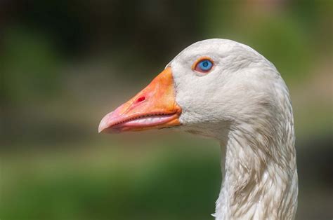 The Goose .